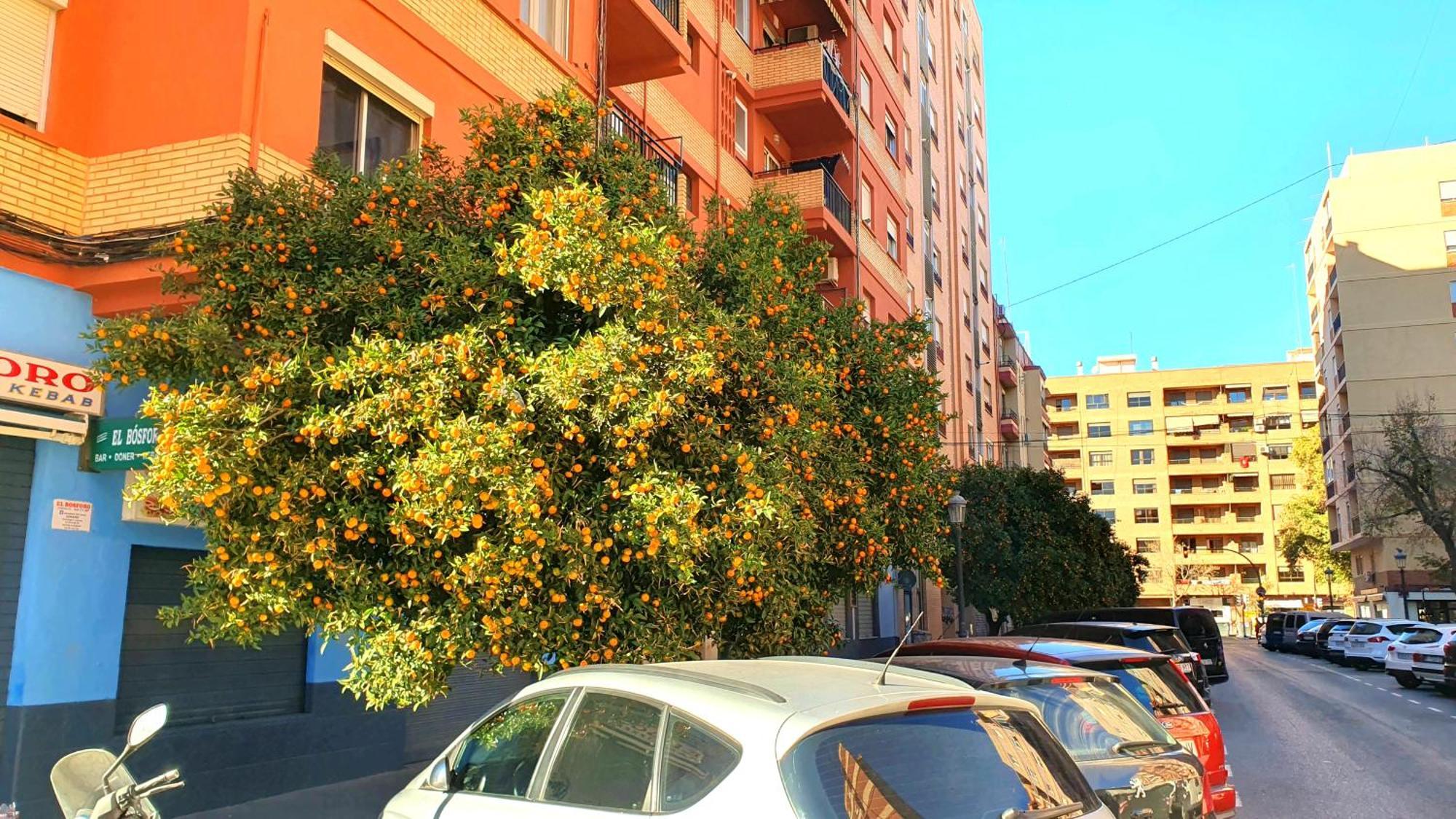 Nuevo Costa Del Alma * Valencia