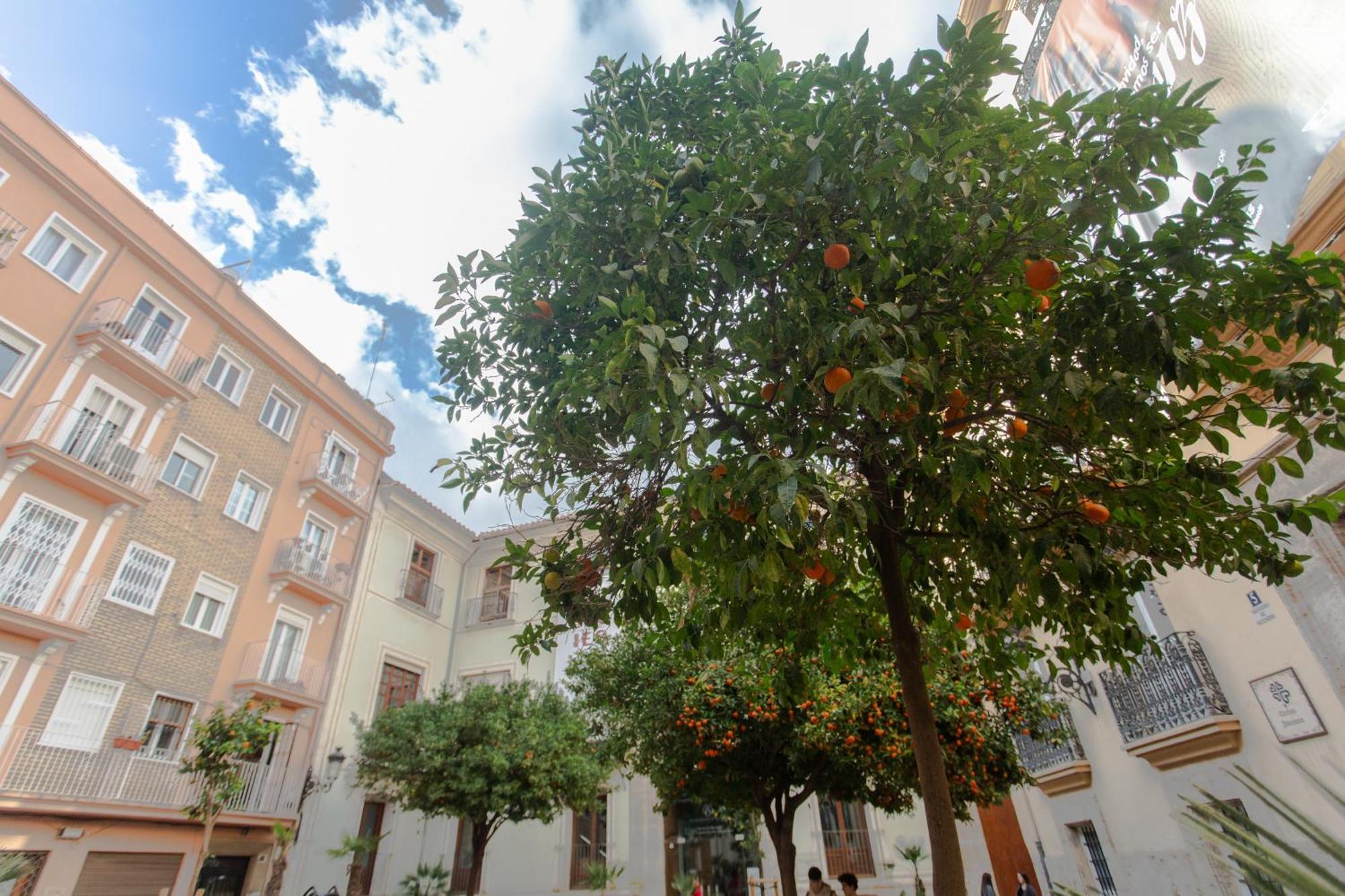 Vlc - Tranquilo En Plaza Cisneros Valencia