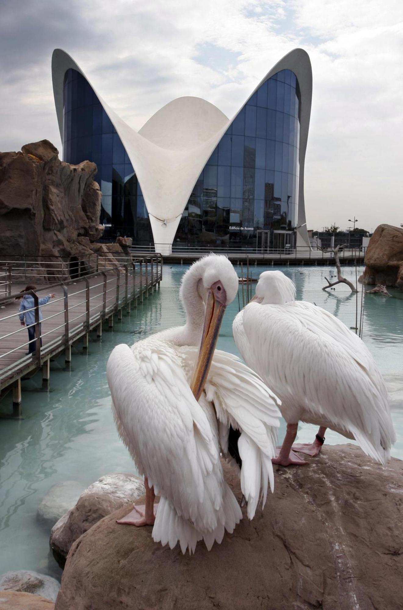 Ciudad De Artes Y Ciencias *