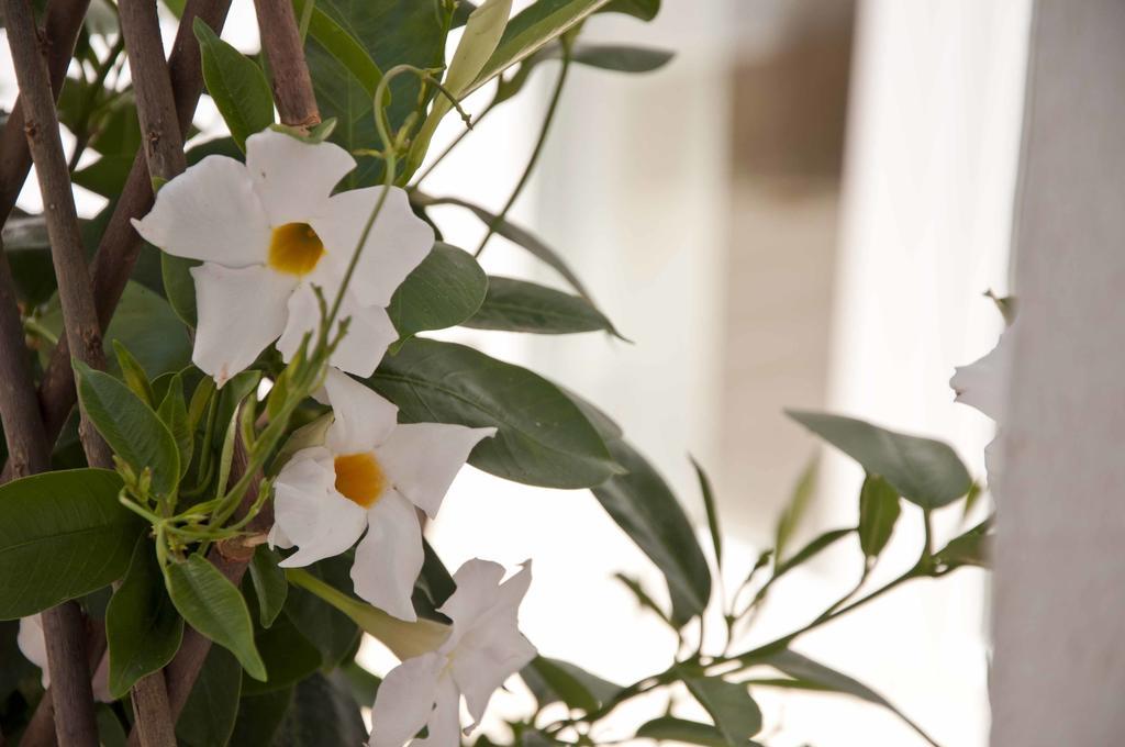 Bed & Breakfast Zalamera Valencia