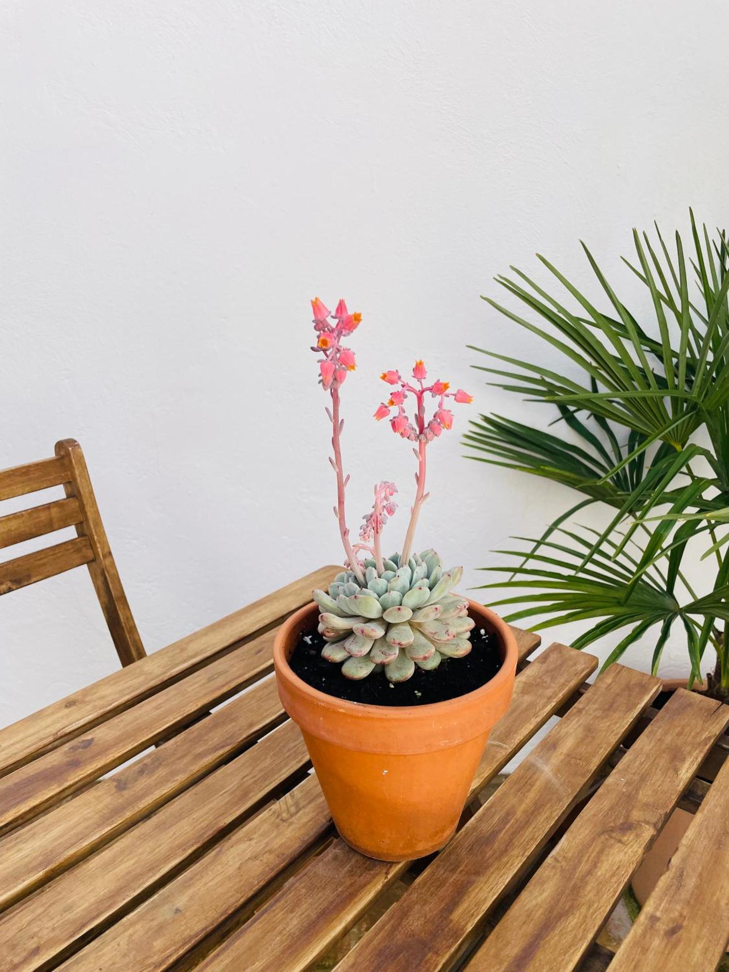 Apartamento Casa Valenciana Con Terraza *